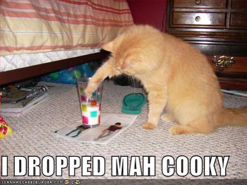 funny-pictures-cat-dropped-his-cookie-in-a-glass-of-milk