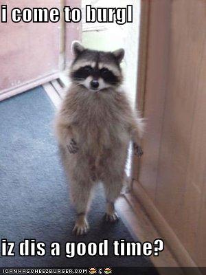 funny-pictures-raccoon-came-to-burgle
